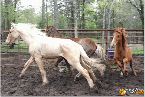 Cai de rasa Choctaw Horse