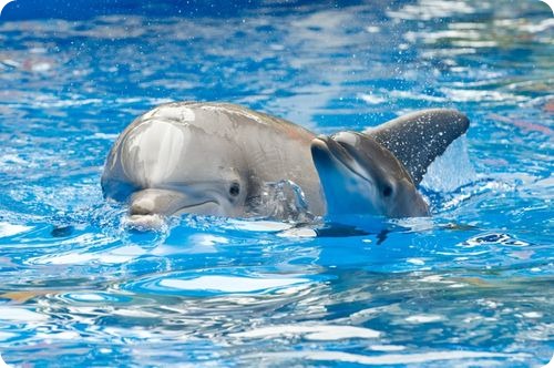 poze delfini