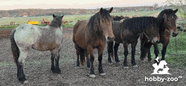 3 Manzi tineri de Vanzare