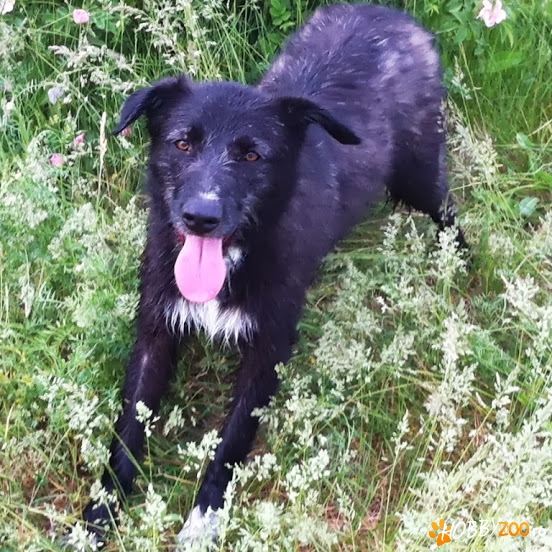 Zara cea lipicioasa pentru adoptie