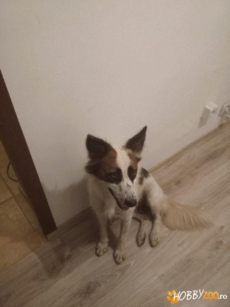 Ofer catelusa metis spre adotie