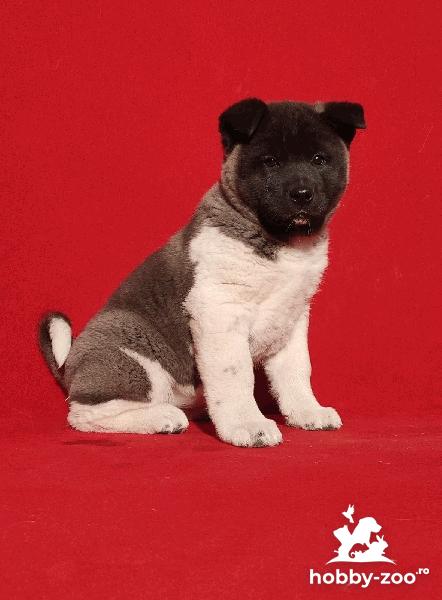 Akita american cățeluși