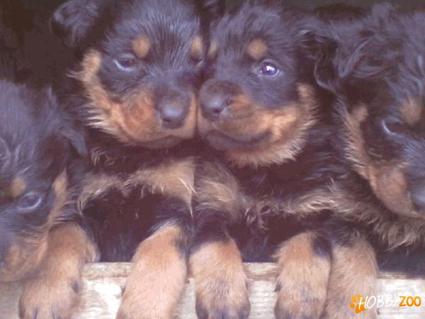        vand pui de rottweiler    