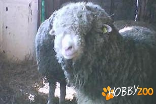 oaie si berbec merinos