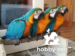 Papagali Macaw sunt gata de adopție