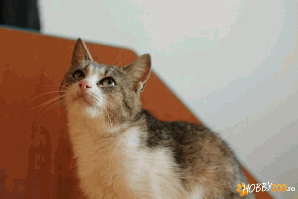 Amber - pisicuta pentru adoptie urg