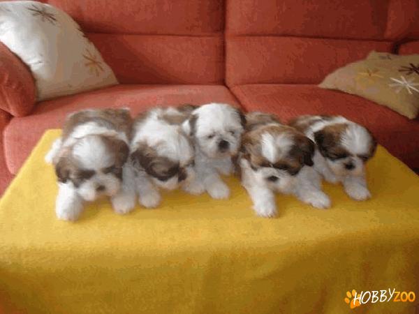 bichon havanez rasa pura