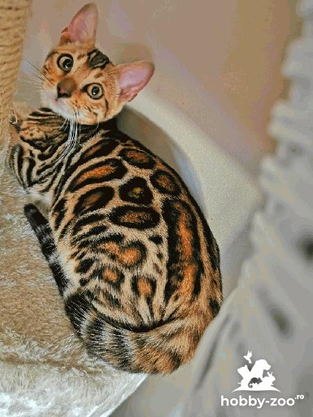 Pisica Bengal - pisoi Bengal