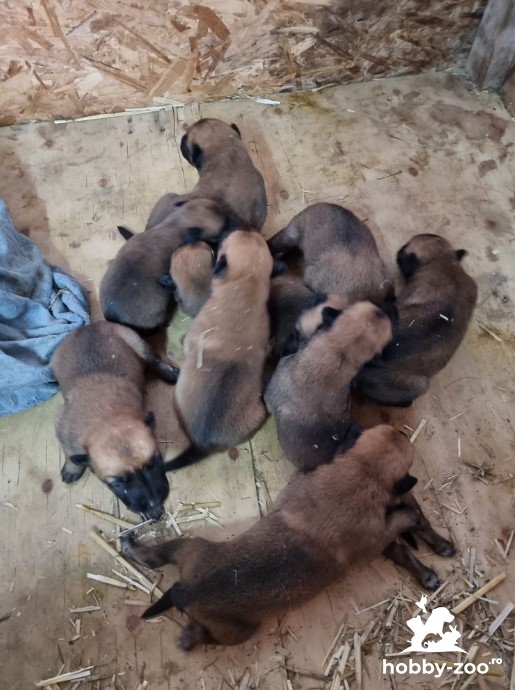 Ciobanesc belgian catelusi de vanzare