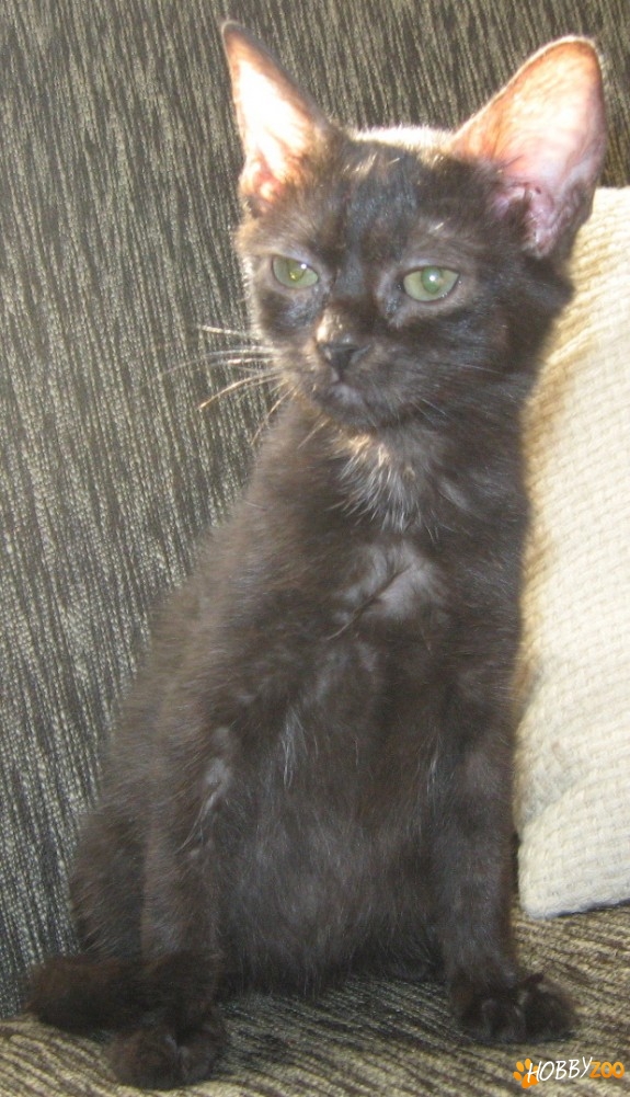 pisicuta neagra deparazitata