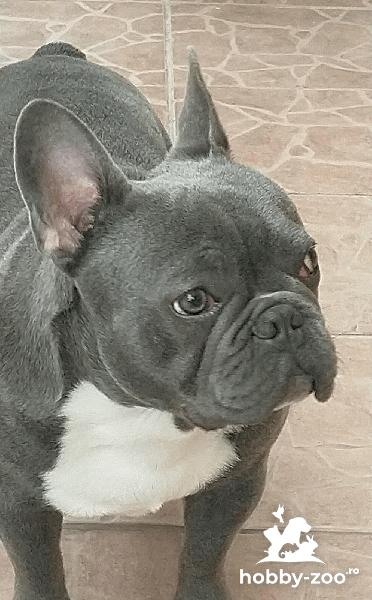 Buldog francez pentru montă