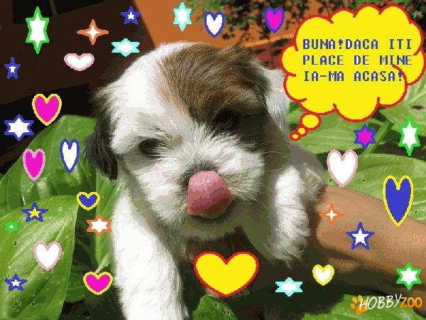 VAND PUI BICHON HAVANESE