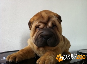 shar pei de vanzare