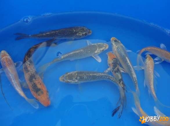 crap koi ginrin buterlay ogon