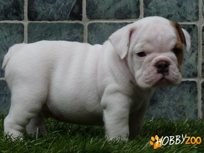 Bull câine