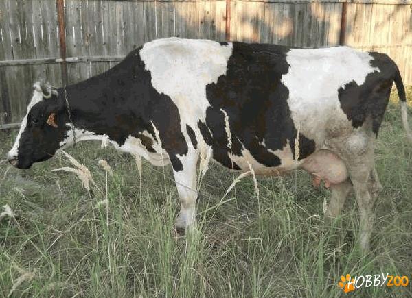 vaca Holstein alb cu negru