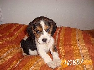 BEAGLE de vanzare