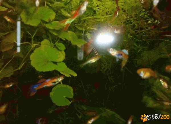  pesti guppy endleri 