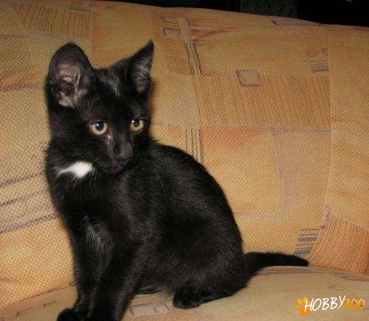 pisicuta neagra cu medalion