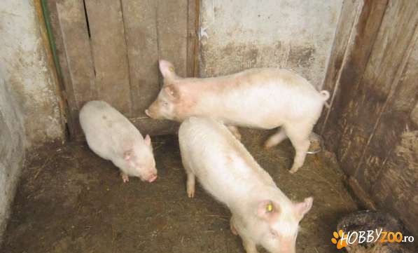 vand porci de carne vrancea