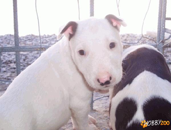 Vindem catei Bull Terrier  