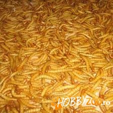 Viermisori Mealworms cantitati mari