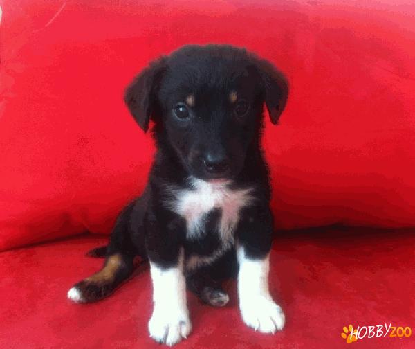 TOTO – talie mica – 1,5 luni