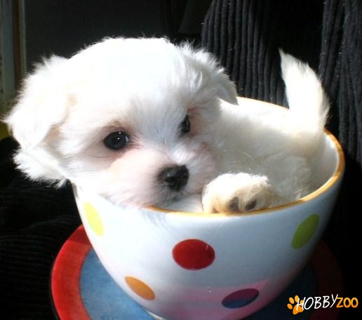 bichon maltese pui  femele  si masculi
