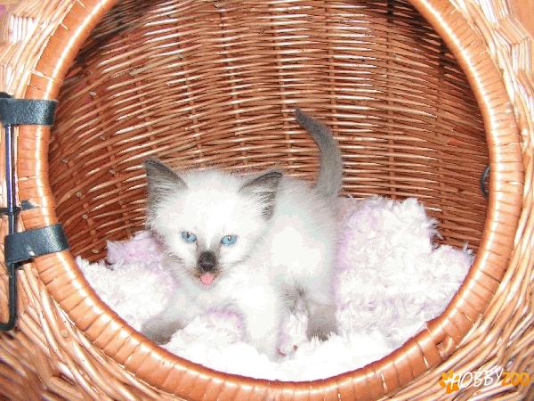 vand motanel birmanez 
