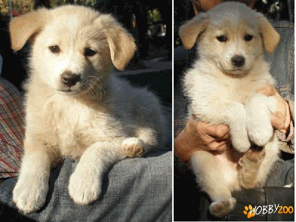 Metisi labrador auriu 8 sapt, adopt