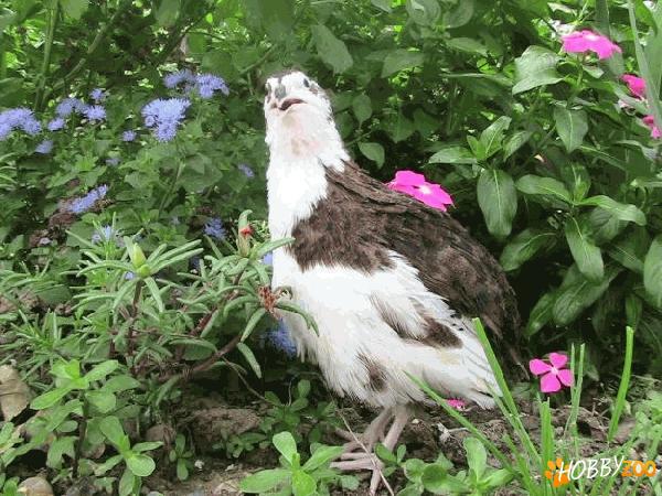 oua prepelita pentru incubat