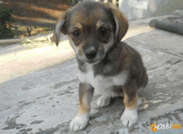 adoptie femela peckinez