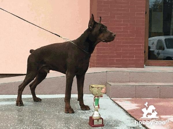 De vănzare mascul de doberman