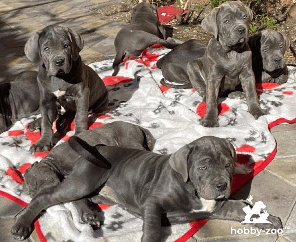 Cane Corso puiuți din părinți campioni cu Pedigree