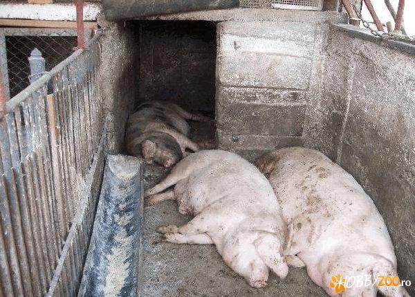 porci grasi crescuti acasa 