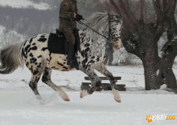 armasar appaloosa de sport