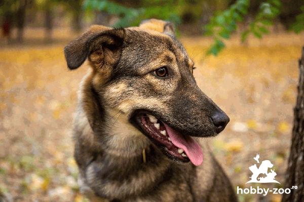 Catelusa pentru adoptie