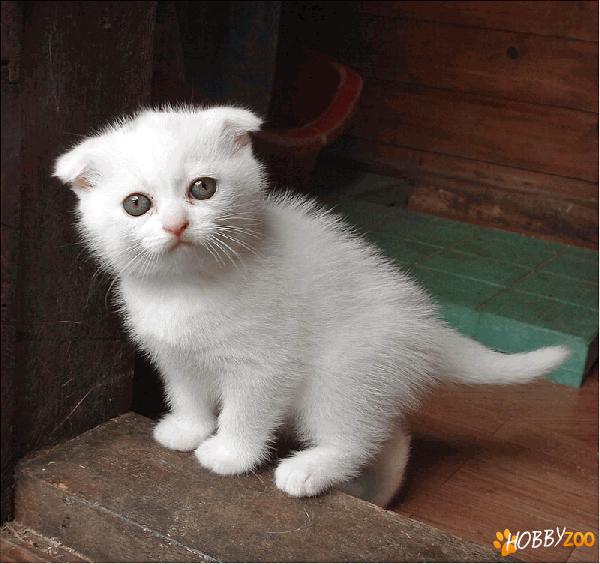 Pisoi Scottish Fold albi