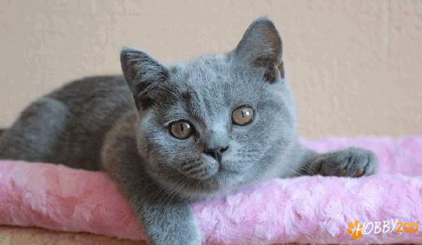vand british shorthair