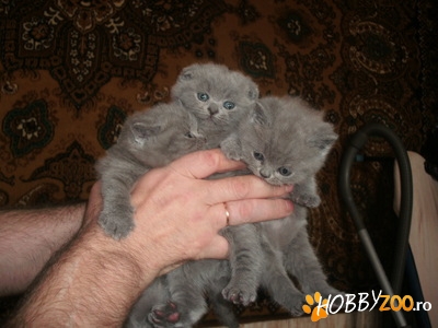 SCOTTISH FOLD DE VANZARE