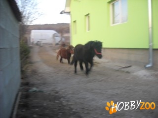 cai ponei in miniatura