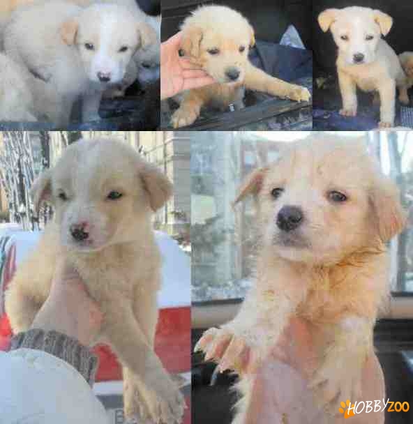 Metisi GOLDEN RETRIEVER adoptie