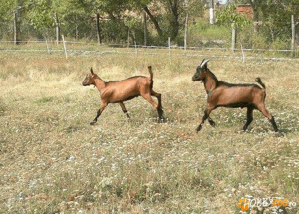 tapi alpini francezi de anul acesta