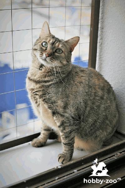 Printesica in cautare de familie