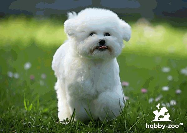 Bichon Frise catelus de vanzare