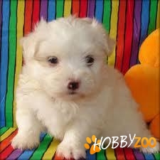 bichon maltez fetita