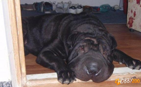 donez mascul sharpei
