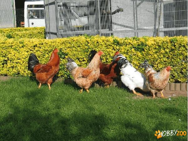 EUSKAL OILOA gaini de rasa