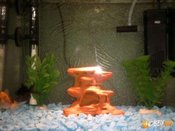 acvariu cu accesorii