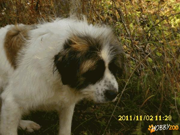 Femela S.Bernard mix Ciobanesc